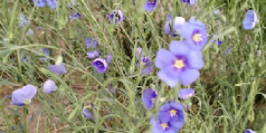 <?php the_title(); ?>