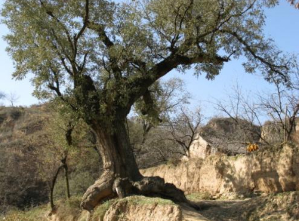 爷爷的老槐树的图片 爷爷的老槐树