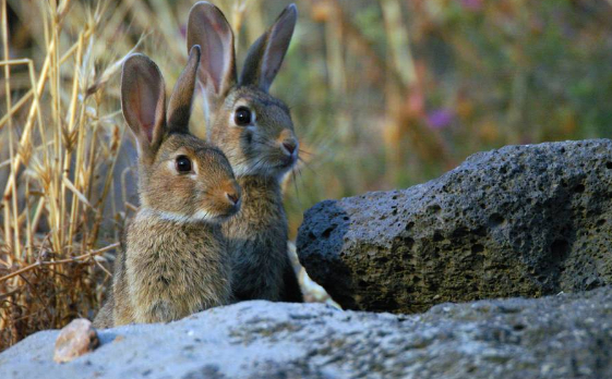 郑大哥二三事(三)的图片 郑大哥二三事(三)