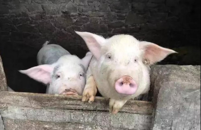 上世纪七十年代的交猪的图片 第1张 上世纪七十年代的交猪