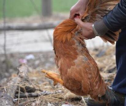 小小说:杀鸡的图片 小小说:杀鸡