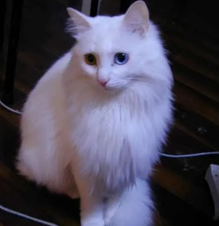 狗和猫尚且如此，那具备高级情感的人类呢？