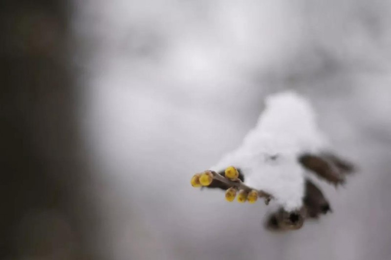 雪花落下蜡梅开, 蜡梅花开玉人来。的图片 第1张 雪花落下蜡梅开, 蜡梅花开玉人来。