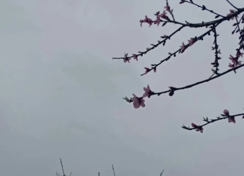 三月的时节的图片 三月的时节