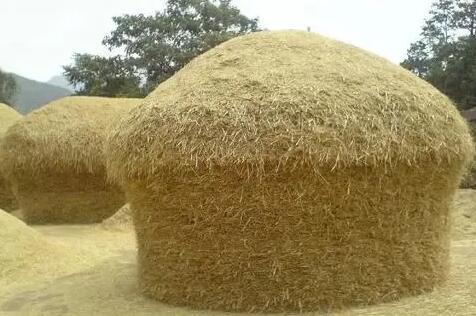 你永远活在农人的心中,永远活在诗人的心中的图片 你永远活在农人的心中,永远活在诗人的心中