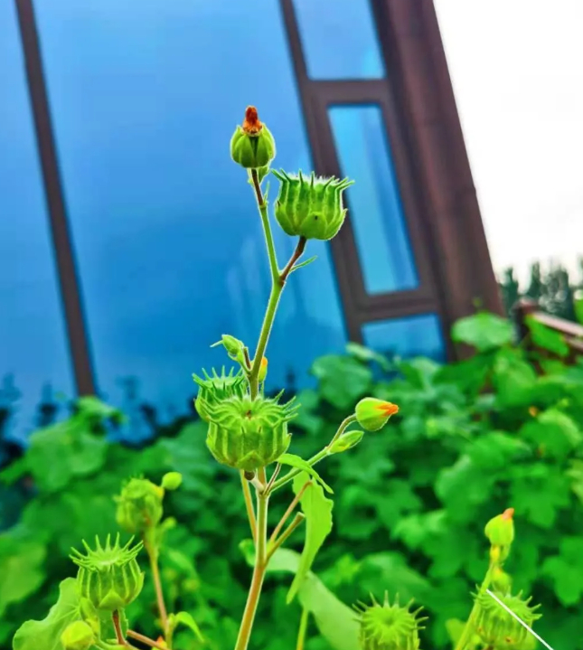 风来听风 雨来听雨的图片 风来听风 雨来听雨