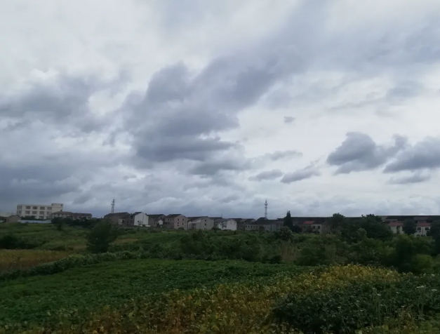 半秋,路过旷野,见黄花狸藻的图片 半秋,路过旷野,见黄花狸藻
