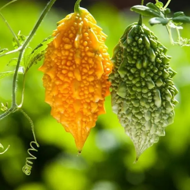 欢喜冤家之两个苦瓜