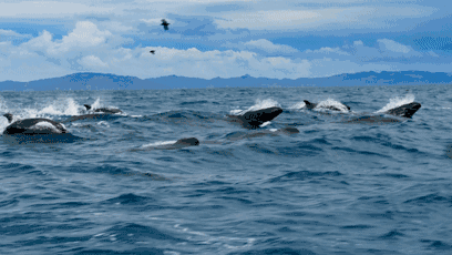 我一定是脑子进水了的图片 我一定是脑子进水了