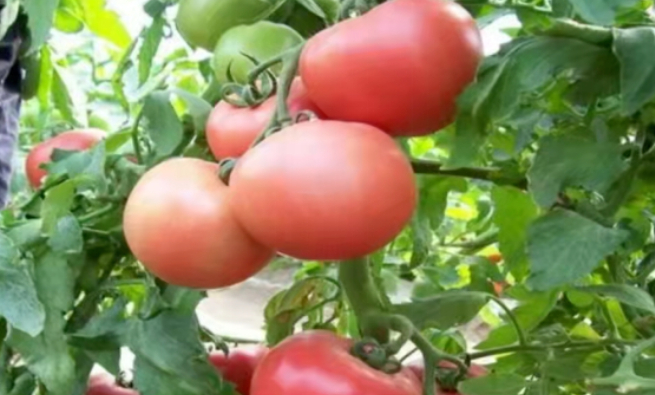 家有庭院的图片 家有庭院