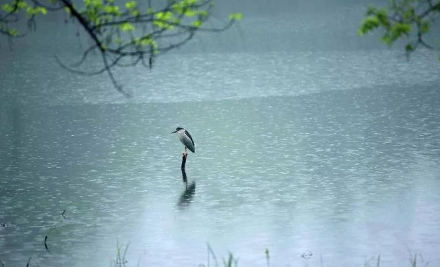 在枝叶茂密处,抵达的图片 在枝叶茂密处,抵达