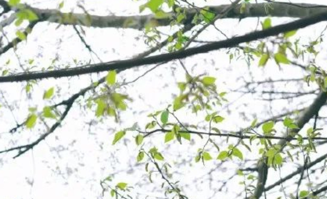 只生欢喜不生愁的图片 只生欢喜不生愁