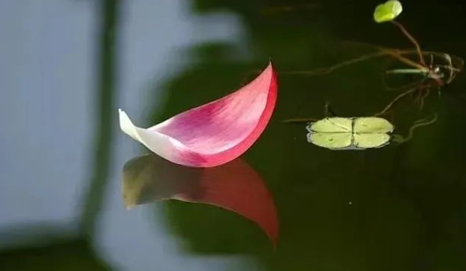 “只因深深爱上她”