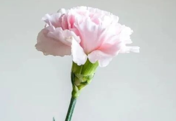 一个女人的“自悔书”的图片 一个女人的“自悔书”