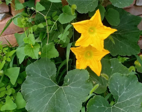 南瓜记的图片 南瓜记