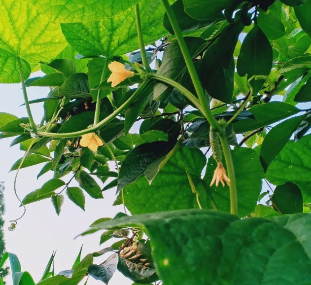 乡间韶华的图片 乡间韶华