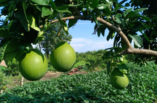 小暑的图片 小暑