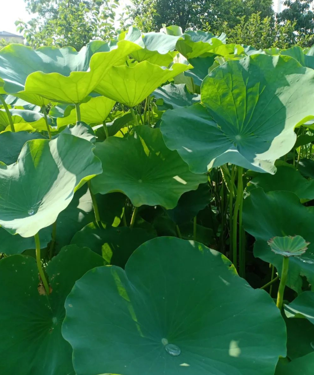 光,在天地间跳荡的图片 光,在天地间跳荡