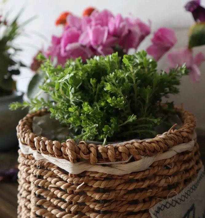 小家碧玉——珠芽景天的图片 小家碧玉——珠芽景天