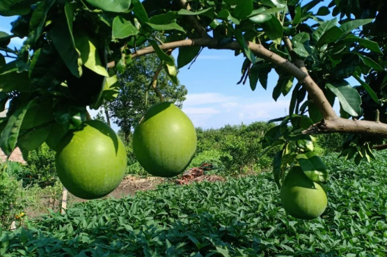 小暑的图片 小暑