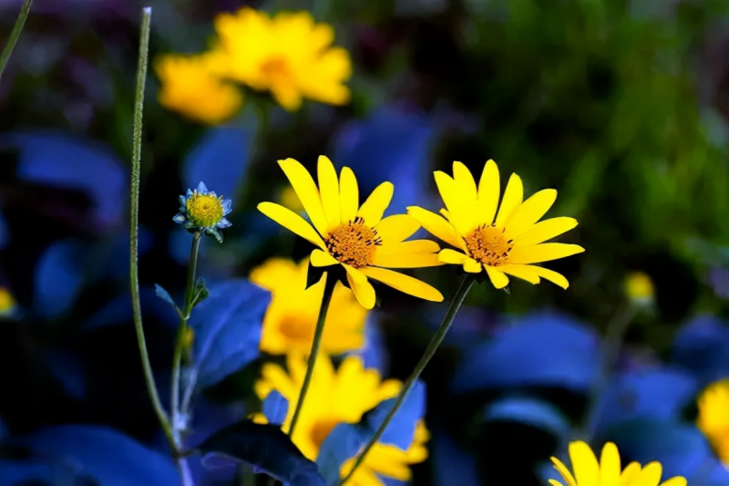 父亲控制欲极强，夫妻经常吵架，这样的家庭环境对孩子非常不利