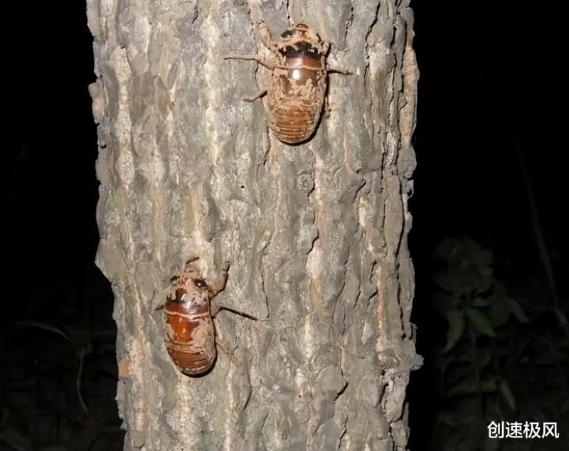 疯狂的知了猴:美国泛滥300亿只,在中国卖1~2元一只却依旧供不应求