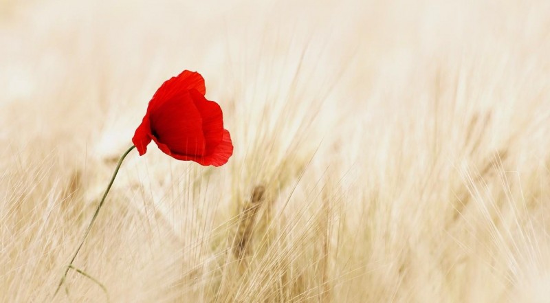 “陪嫁房太小,挤不下8人,你回娘家住”婆婆嫌弃,儿子一夜返贫