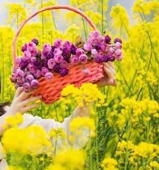 三月芸苔的图片 三月芸苔