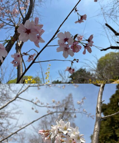 快乐的胡达古拉(四十七)的图片 快乐的胡达古拉(四十七)