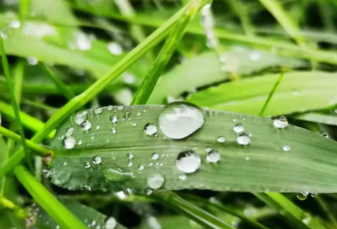 笋味的图片 笋味