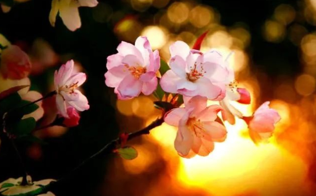 那面花坡的图片 那面花坡