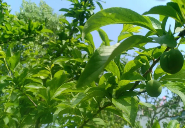 心似四月的图片 心似四月