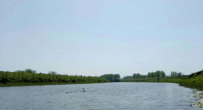 秋叶静美的图片 秋叶静美