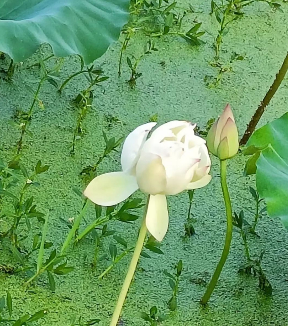 欢喜心的图片 欢喜心