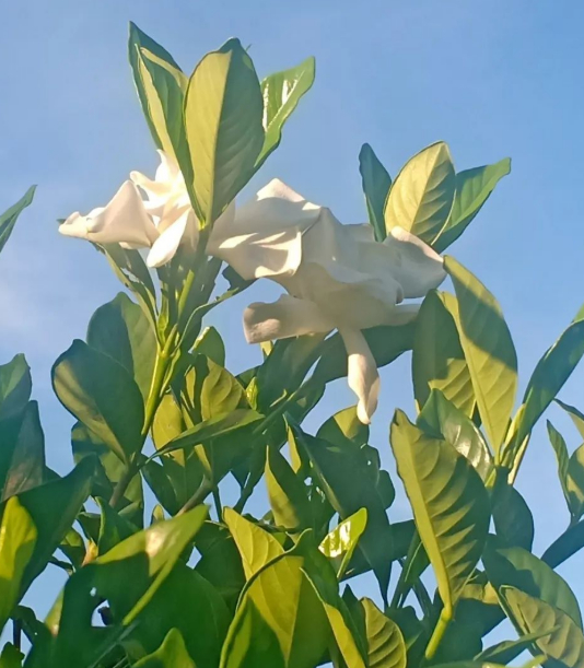 植物的骄傲，我是受得了的