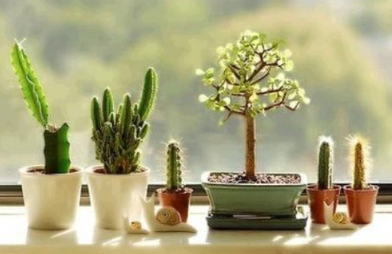 怀念我的丈母娘的图片 怀念我的丈母娘