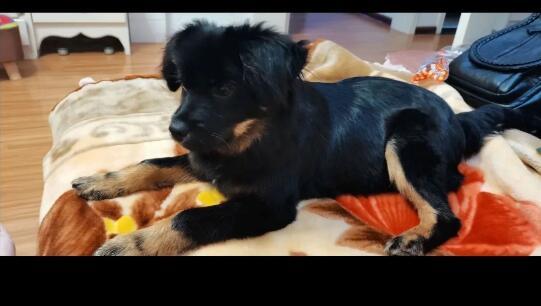 小黑,愿你来生幸福的图片 小黑,愿你来生幸福