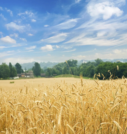 忙而不茫，绽放光芒