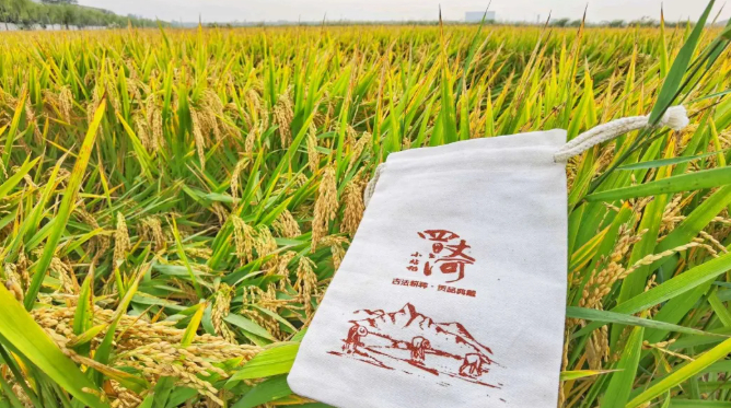 稻香的图片 稻香