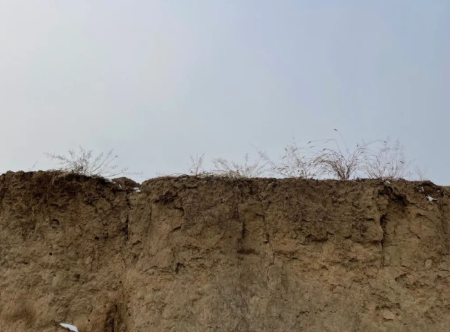 墙头草的图片 墙头草