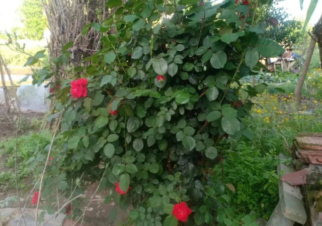 又幸福又悲哀的图片 又幸福又悲哀