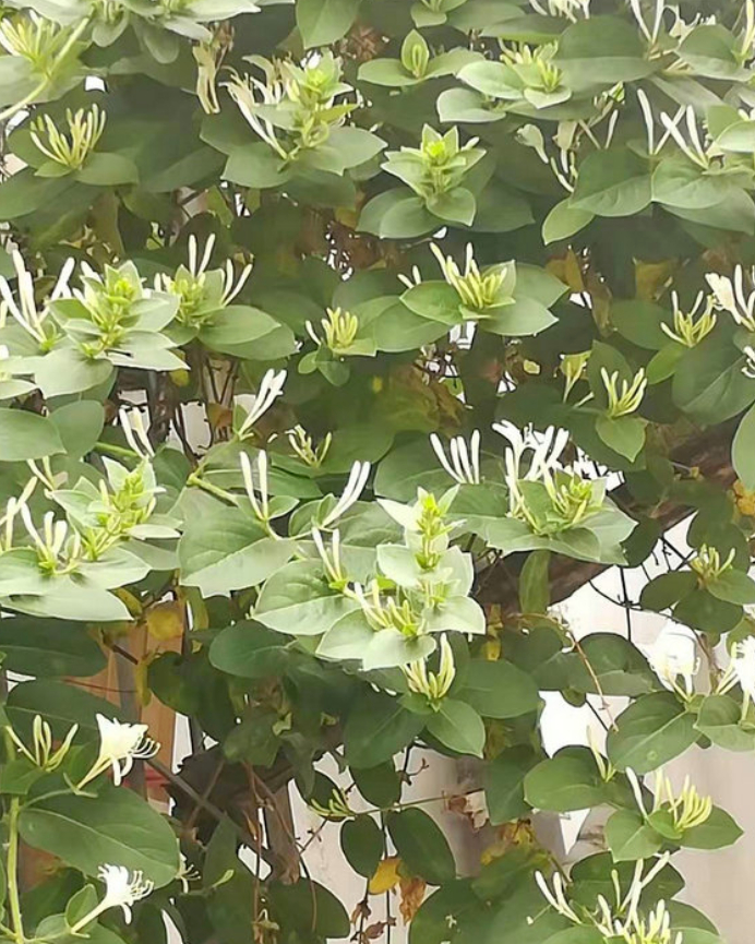 我想有个小院,养花、种菜的图片 我想有个小院,养花、种菜