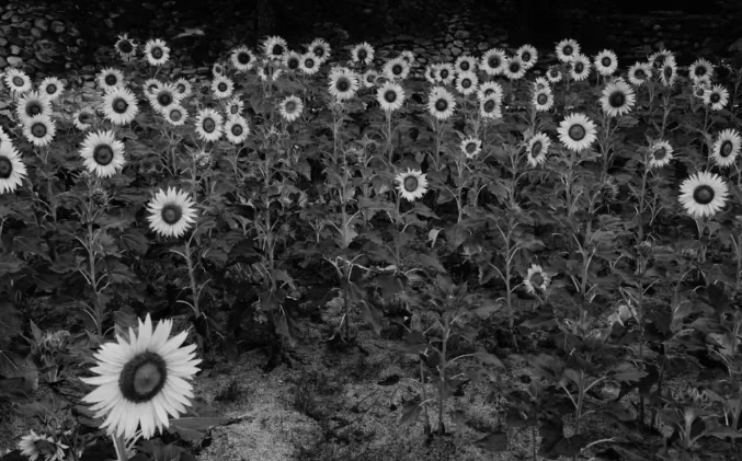 平庸之“善”的图片 平庸之“善”