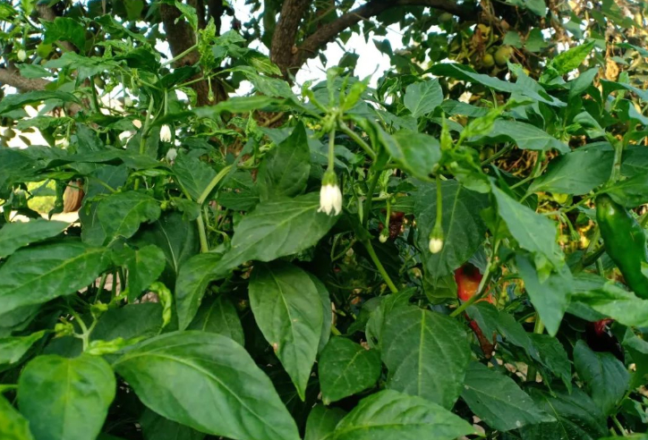 不值一提的植物们