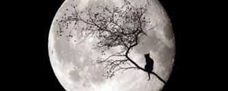 苏轼:那天我吃着月饼喝着酒,想着弟弟看着狗…的图片 苏轼:那天我吃着月饼喝着酒,想着弟弟看着狗…