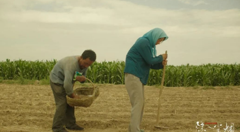 绽放的生命的图片 绽放的生命
