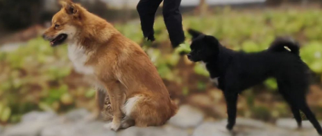 我的师友是条狗