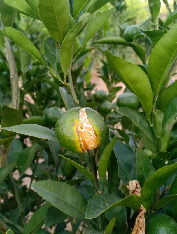 九月十六日记的图片 九月十六日记