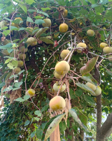 九月十九日记的图片 九月十九日记