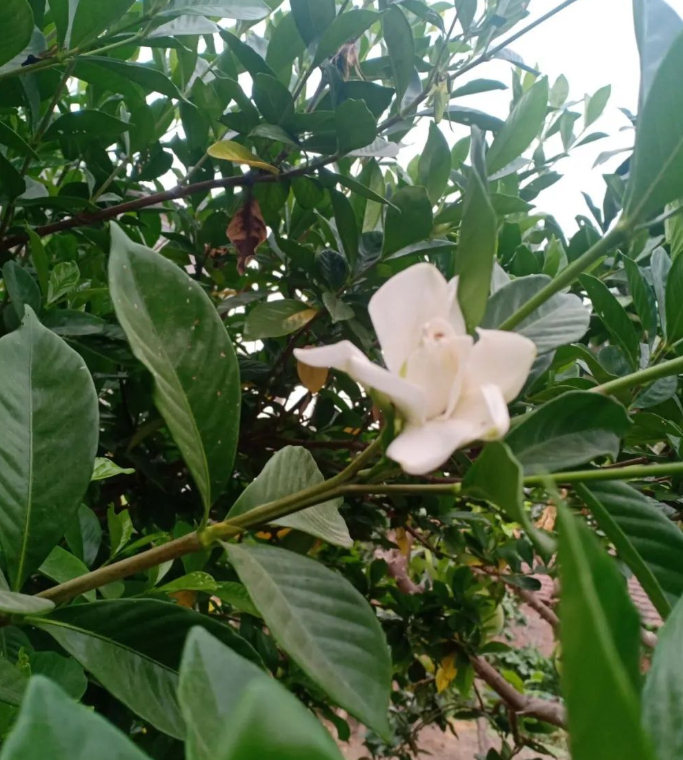 无端欢喜的图片 无端欢喜